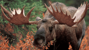 2026 Dream Hunts (150 Entries)