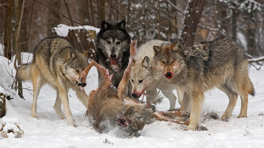 hunter-nation-grey-wolves-feeding-on-deer-201906-1024x576