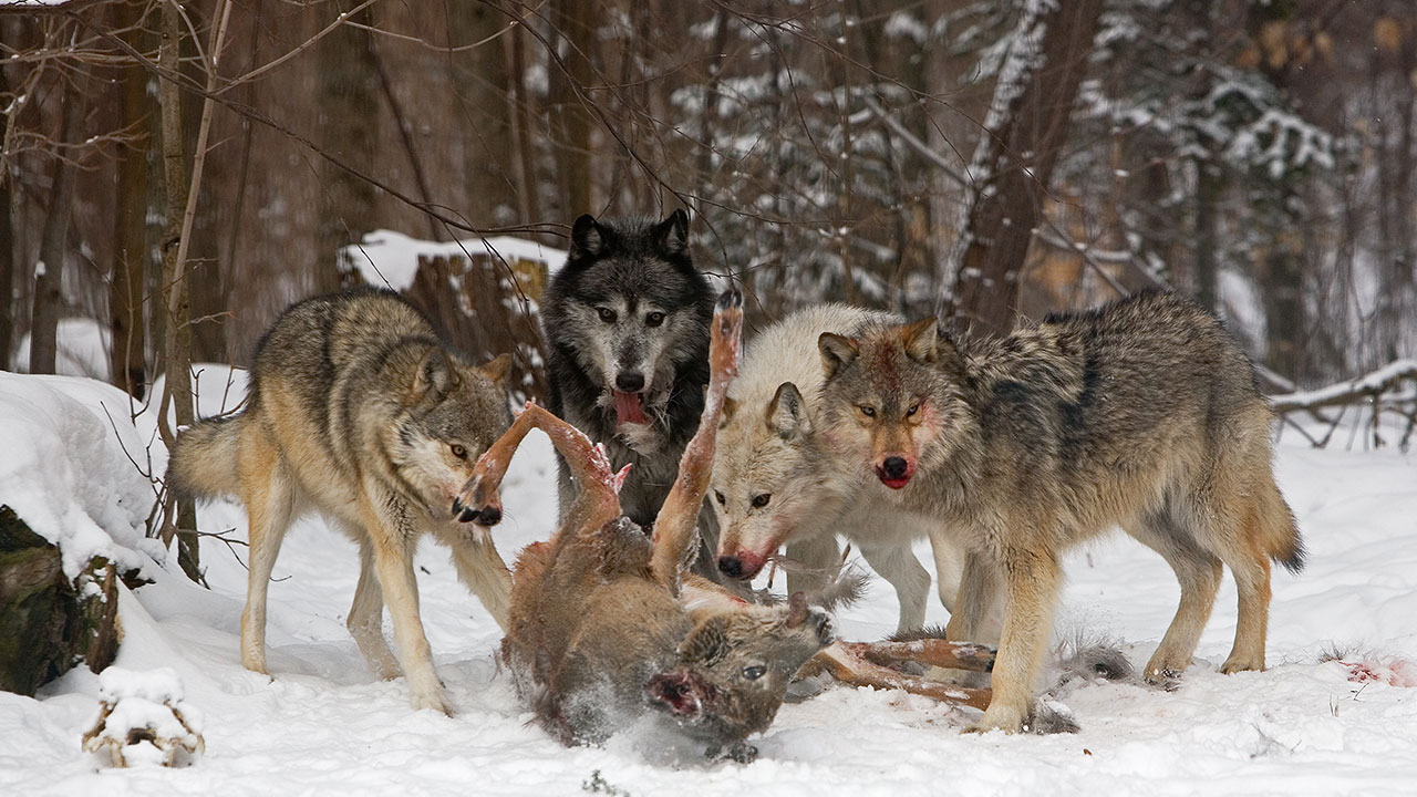 Hunter Nation Applauds Delisting of the Gray Wolf from Endangered ...