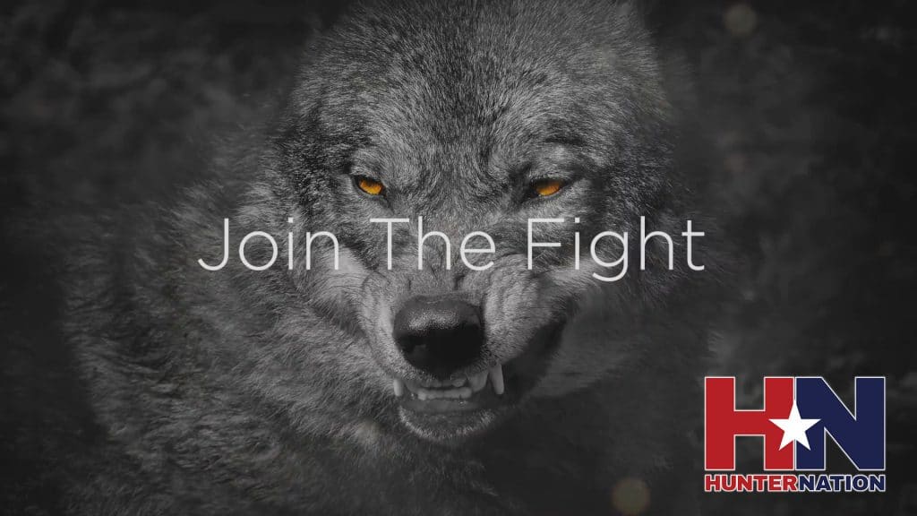Hunter Nation - Responsible Predator Management - Join the Fight Delisting the Grey Wolf