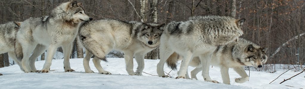 Hunter Nation - Responsible Predator Management - Delist Grey Wolves