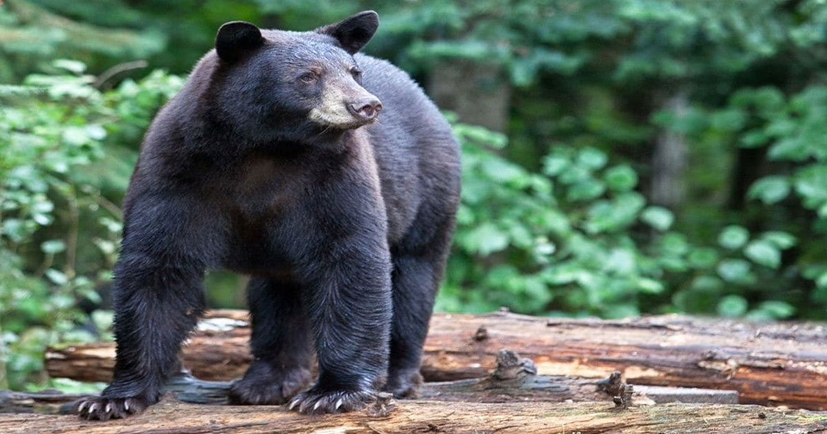 hunter-nation-black-bear-pine-trees-1200x630-20210331