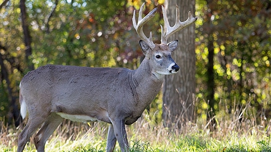 HN-Whitetail-Buck-Images_2021-01-544x306