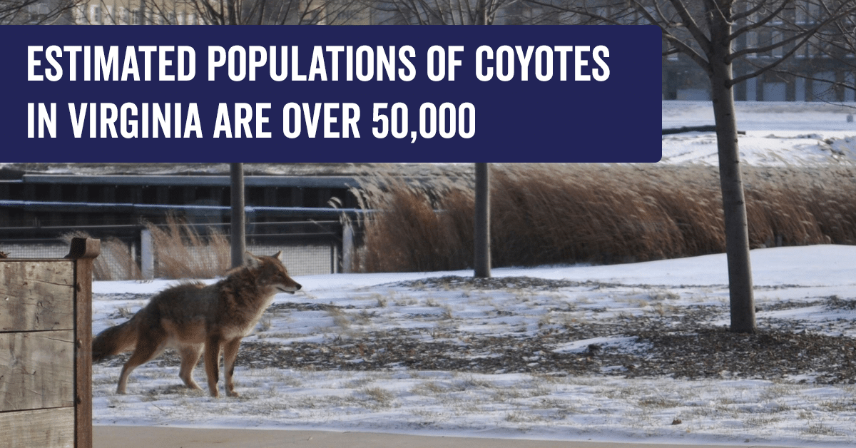 coyote-va-populations