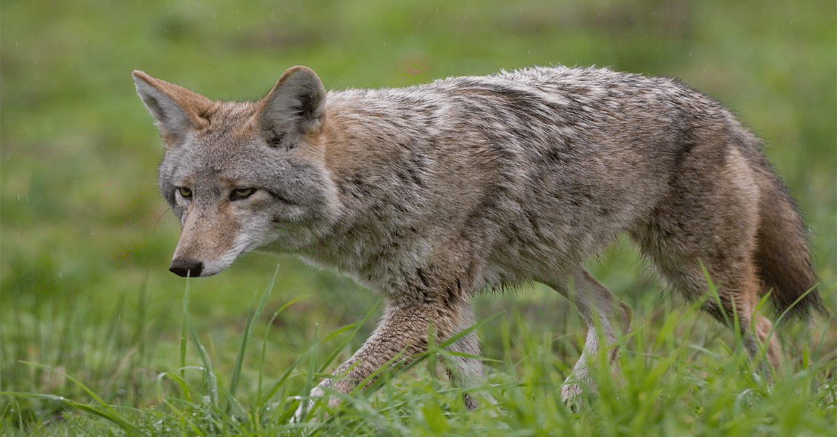 hunter-nation-coyote-149056936-1200x627_202106