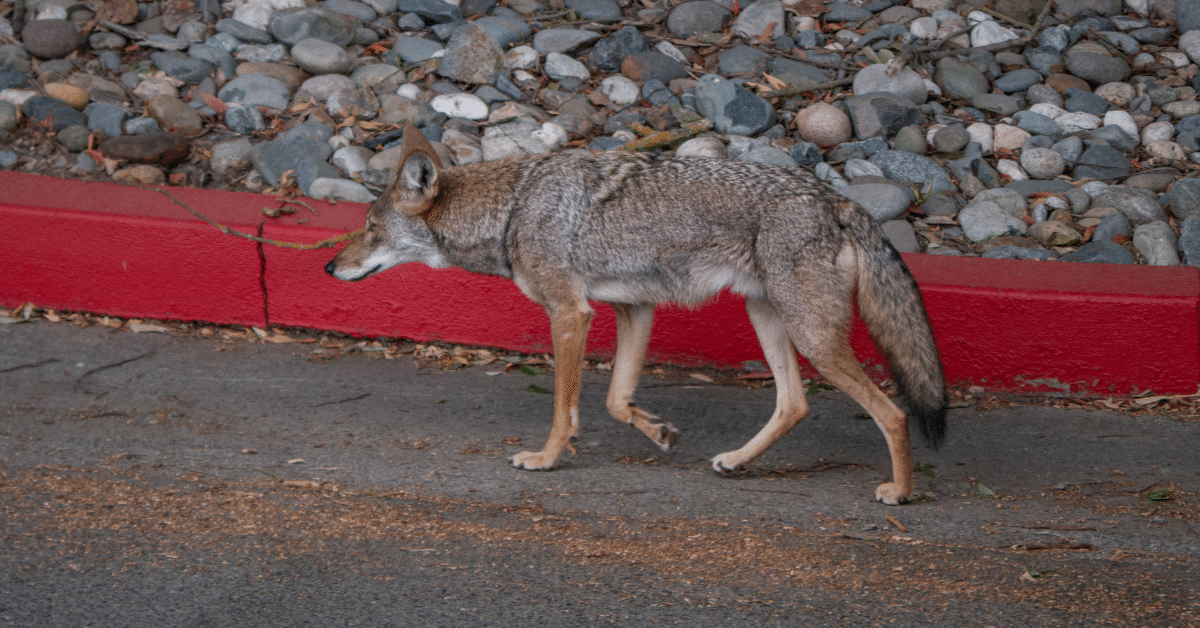 coyote-road
