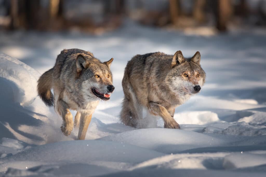 2011 Gray Wolf Partially Delisted from the ESA in Wyoming, Montana, Idaho