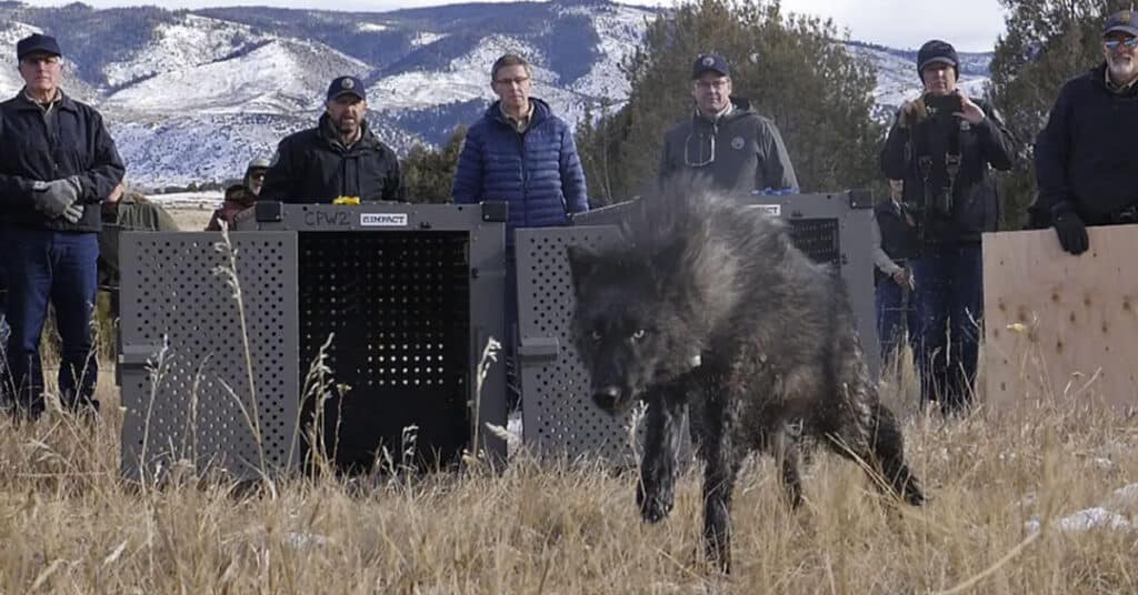 ‘Heard it all 100 times’ — Colorado Parks and Wildlife hosts Steamboat meeting with ranching community over wolf reintroduction