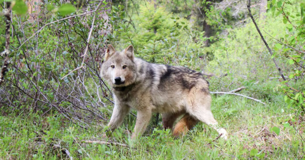 Washington state leaders try to find solutions for wolf depredations and killing of wolves
