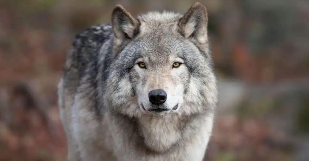 Petition to Stop Wolf Carnage in the US Northern Rockies Denied as Conservation Groups Call for Protection