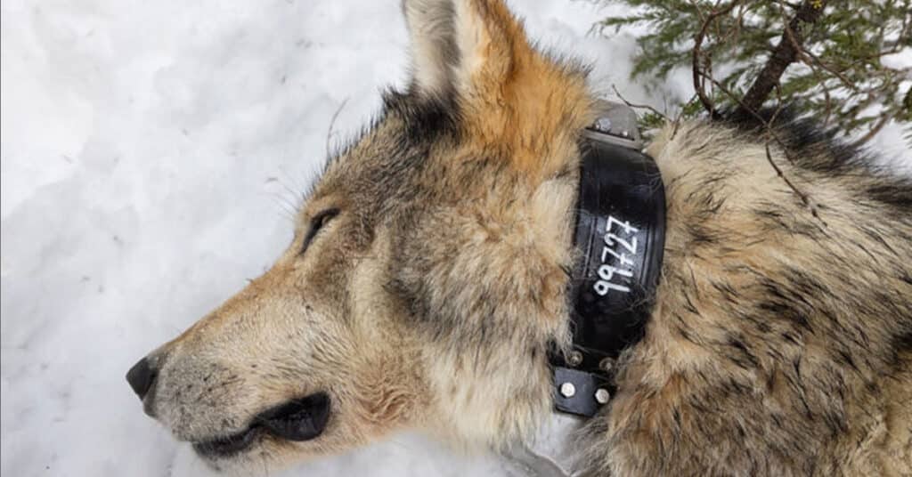 F&G Director responds to legal decision regarding wolf trapping and grizzly bears