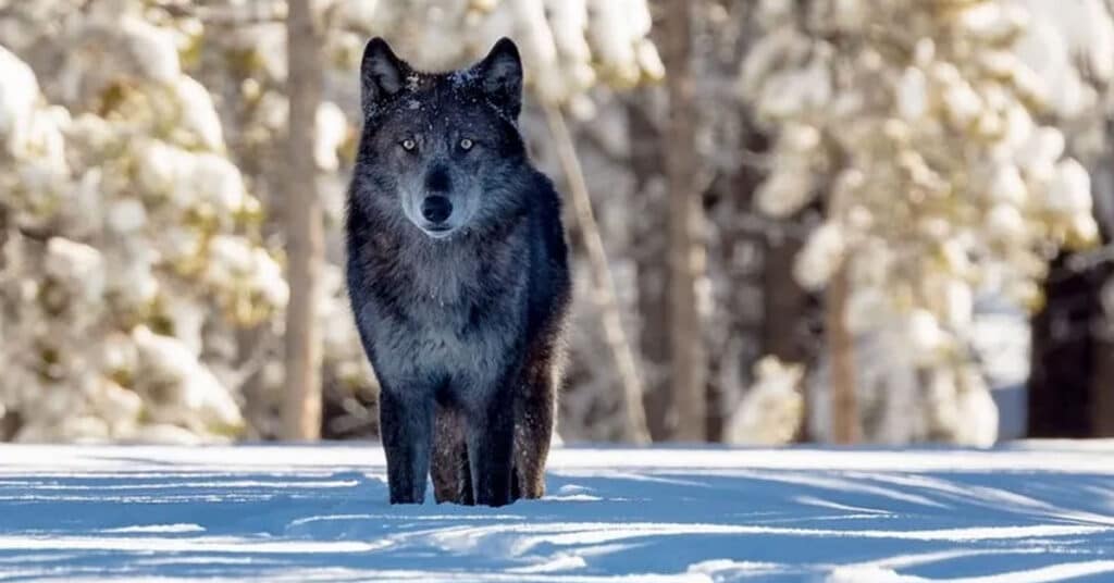 USFWS decided that placing the Western Gray Wolf back on the endangered species list was “not warranted.”