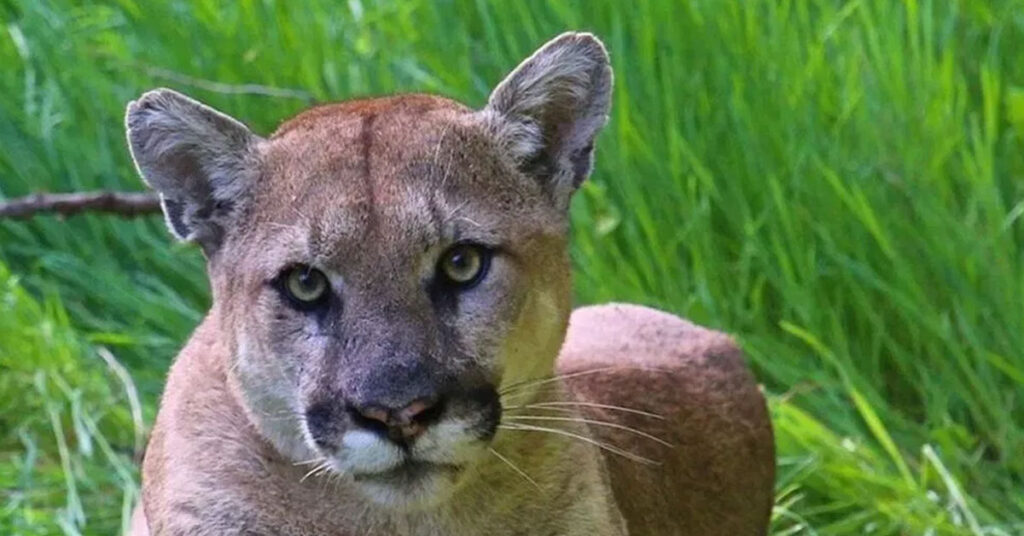 Man dead, brother injured in first fatal mountain lion attack in California in 20 years