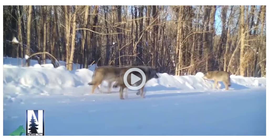 Northland lawmakers introduce bill calling for open season on wolves