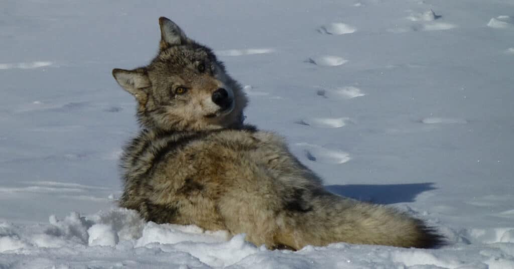 Wildlife managers report first possible wolf pack sighting in NV in over 100 years