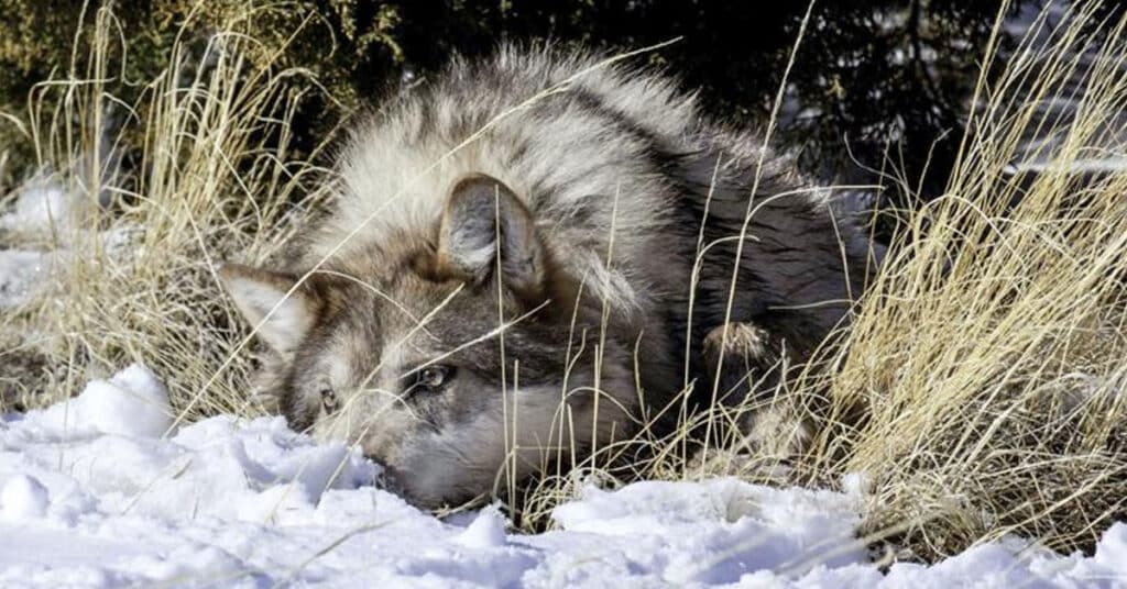 Wolf numbers rise for eighth year in a row