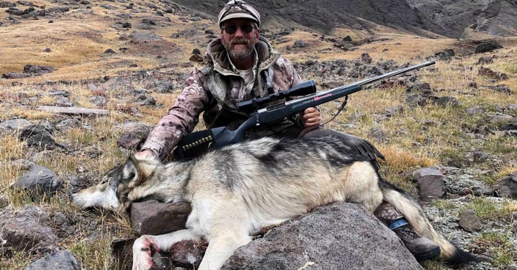 Colorado Wolves Likely To Cross Into Wyoming Within Weeks Where They Can Be Shot