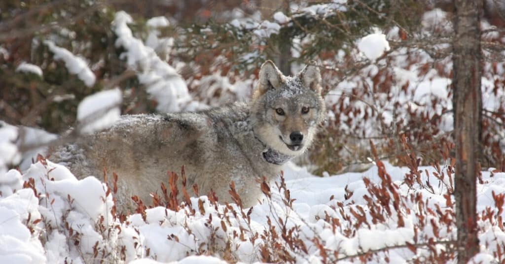 Former DNR warden under investigation for wolf killing posted online about baiting in his yard