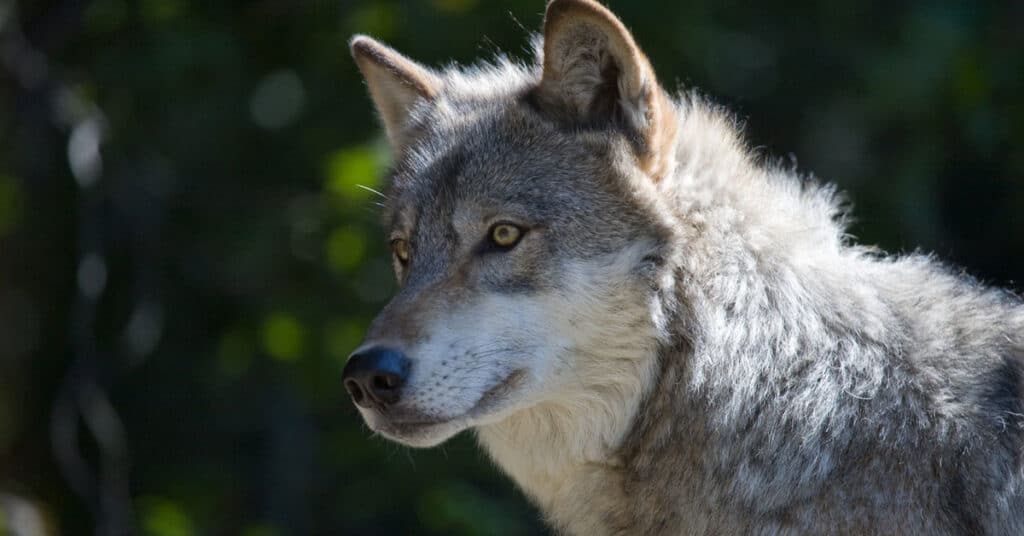Evers vetoes bill seeking statewide population goal for wolves