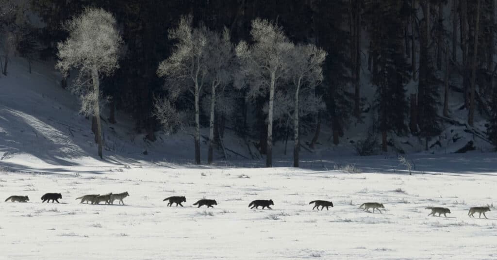 As gray wolves terrorize farms and ranches, GOP lawmakers demand endangered species delisting