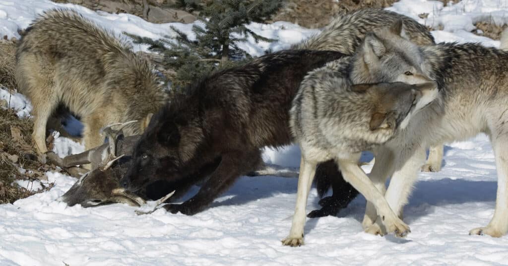 Wolf kills a calf in Colorado, the first confirmed kill after predator's reintroduction