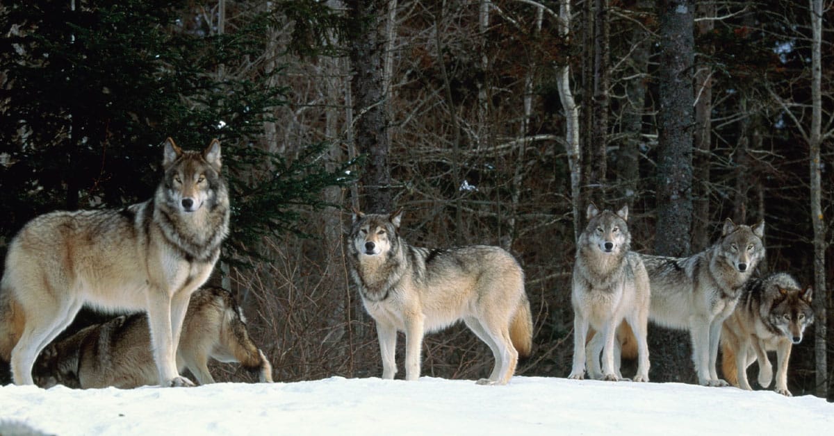 Gray Wolf Delisting Bill H.R. 764 Passes U.S. House - Hunter Nation