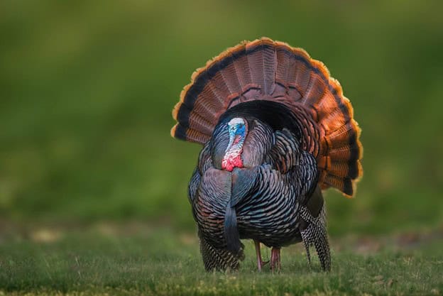 AL_Turkey