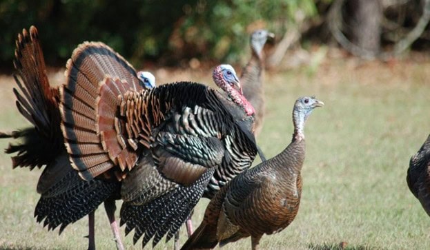 FL_Turkey_1