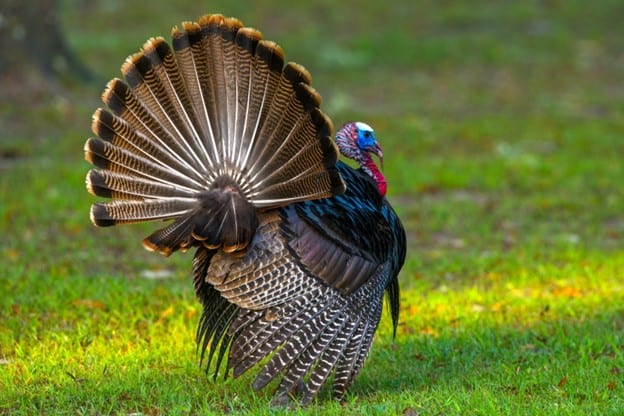 FL_Turkey_2