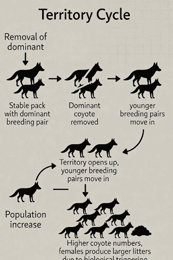 wisconsins-wolf-issue-2026-03-25_03_Wolf