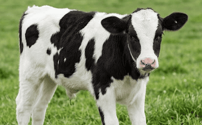 wisconsins-wolf-issue-2026-03-25_06_Calf