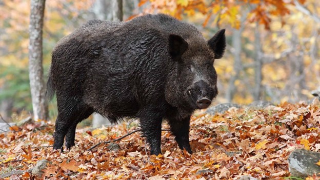 Al_Feral_Hog