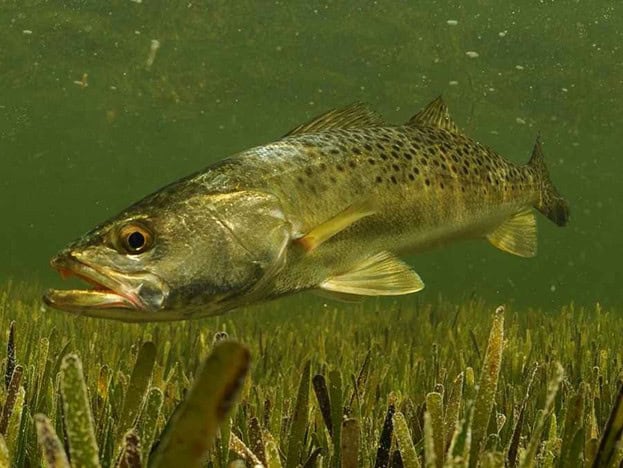 FL_FISH