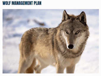 Screenshot from DNR’s Wolf Management Plan page