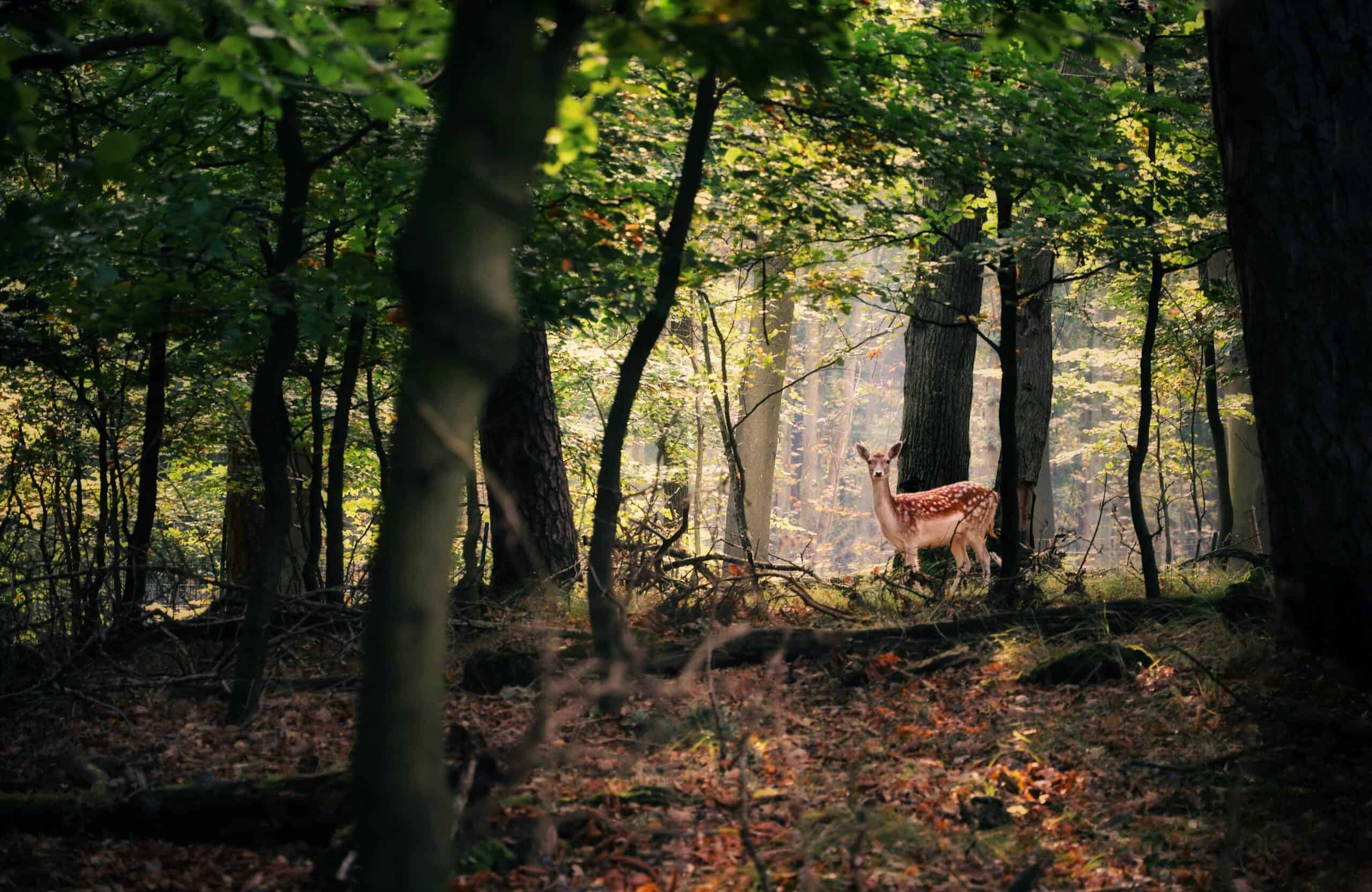 Deer_Generic