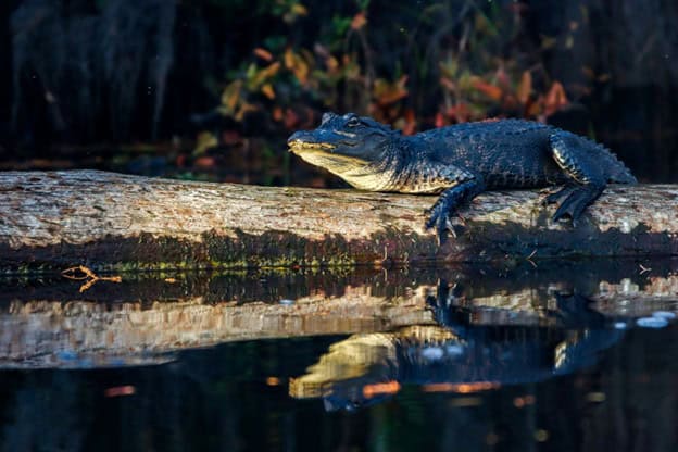 Alabama_Aligator_1