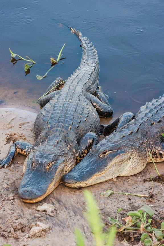 Alabama_Aligator_2