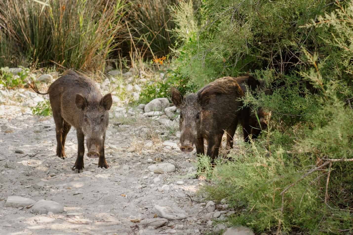 FL_Hog_1