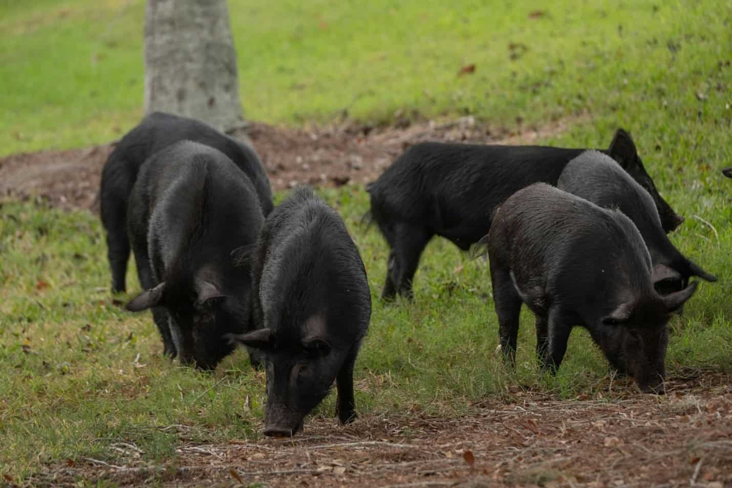 FL_Hog_2