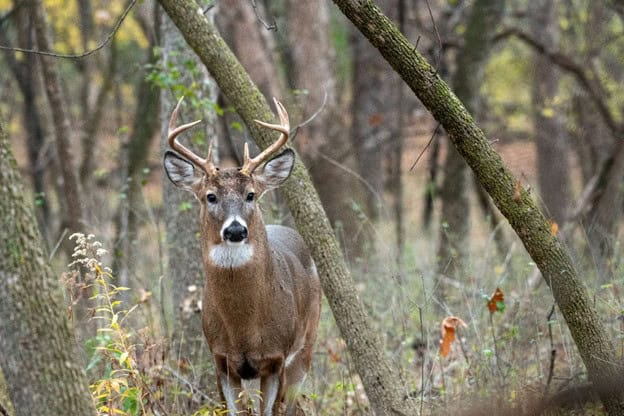 GA_Deer