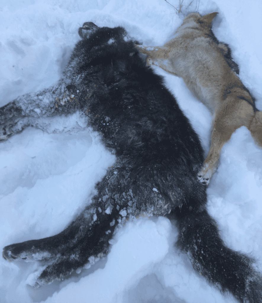 Wyoming Eyes Higher Predator Quotas – Mountain Journal