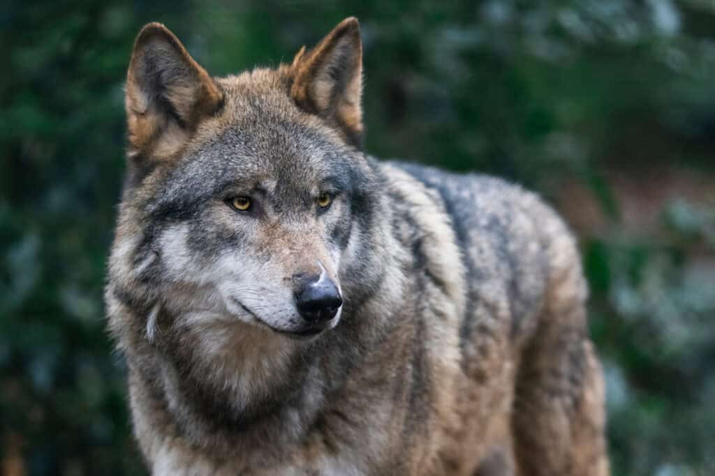 Petition seeks state listing of wolves as bills seek to remove federal protections