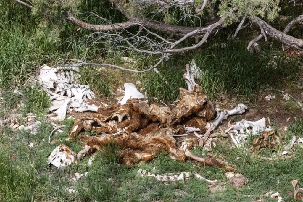 Wolves are killing cattle in Colorado. Feeling cut off from wildlife officials, ranchers seek their own solution.