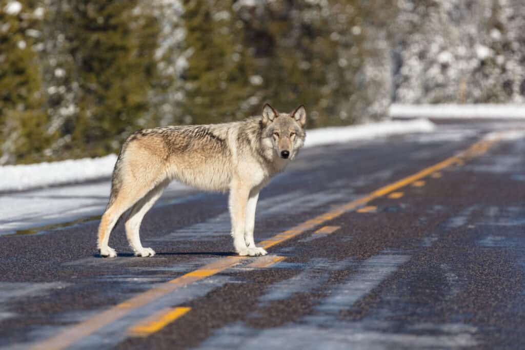 Montana Considers Killing Nearly Half Of Its Wolf Population