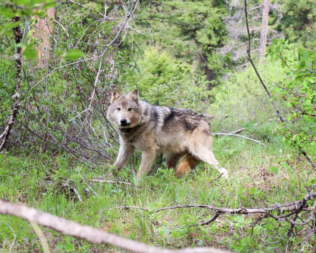 Montana Fish and Wildlife Commission approves increased wolf quota for hunting and trapping season
