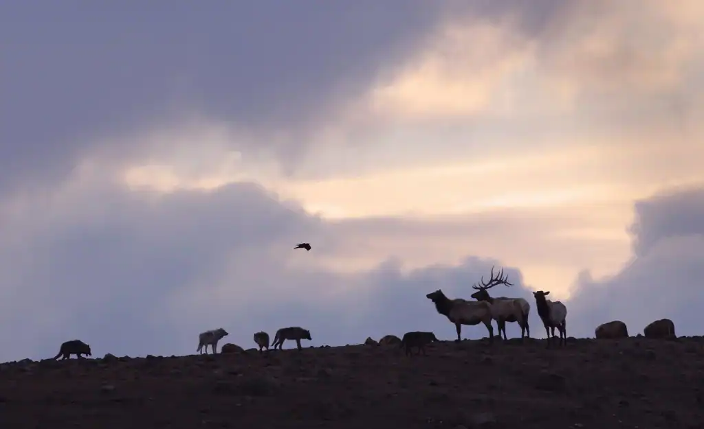 New Montana Wolf Regulations Aim to Protect Yellowstone Wolves but Set Concerning Statewide Quota