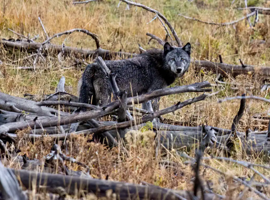 Montana Wolf Management the Focus of Two Opposing Lawsuits – Montana Free Press