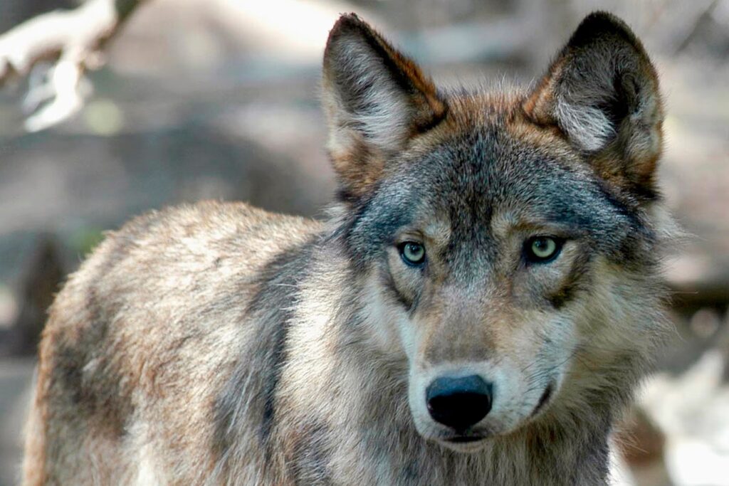 Wolf Harvest Regulations Will Soon Take Effect as Wolves Face Potential Delisting