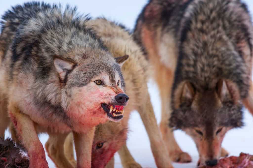 End the Nightmare: Put Wisconsin in Charge of Wolf Management