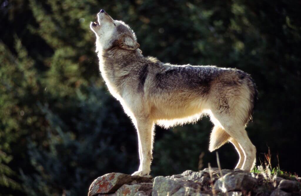 New Wisconsin wolf hunt rules set to take effect